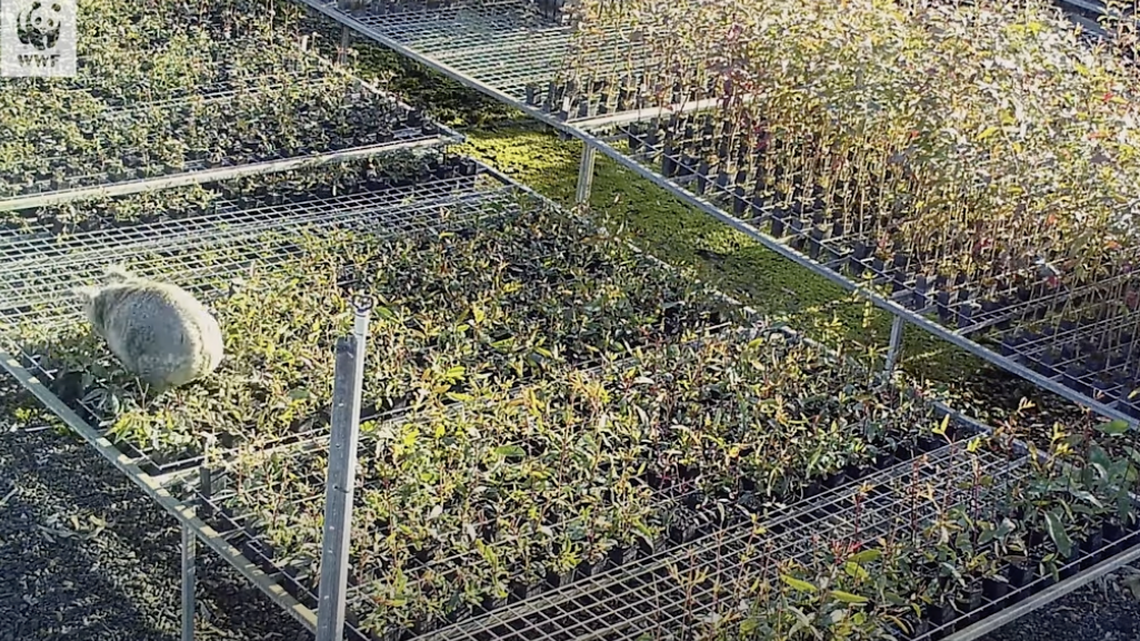 A famous Australian thief was caught again stealing eucalyptus seedlings from a plant nursery.