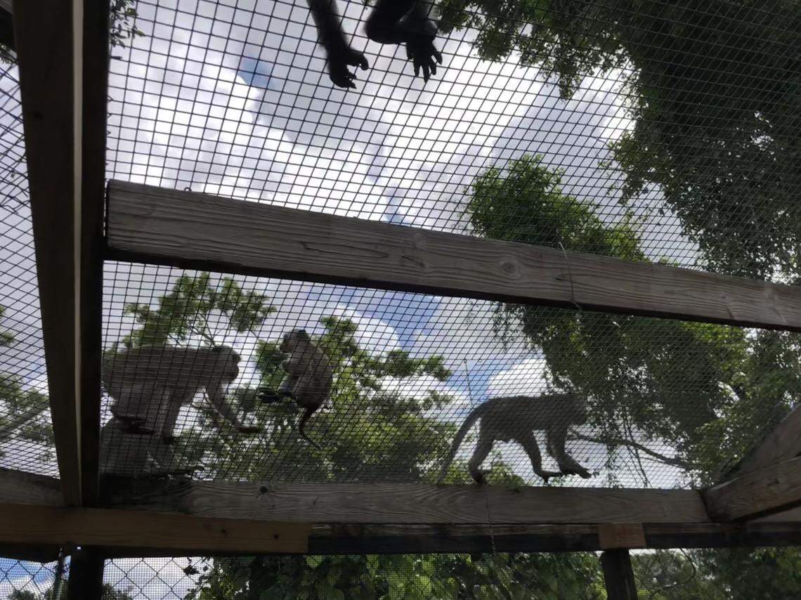 Monkeys walk over the cages that keep humans in at Monkey Jungle. The park reopened in May after suffering damage from hurricane Irma in September.