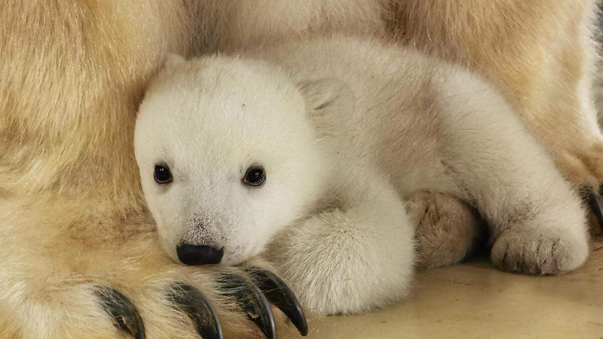 The cub born in Hamburg was first polar bear birth at Hagenbeck Zoo in decades. Video shows the baby animal playing, testing wobbly legs.