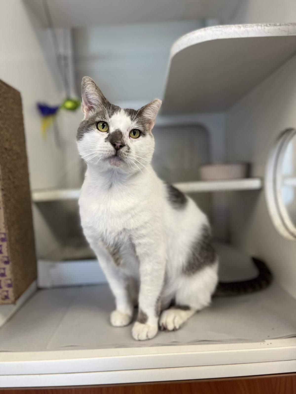 “Meet Lucky A2053398, a 4-year-old cat who has been at the shelter since April. Lucky recently recovered from a leg injury and is now ready to find a new family. He is sweet, very friendly and loves head scratches. Lucky is also FIV+ but that doesn’t stop him from being a playful and loving companion. With proper care, cats with FIV can live long healthy lives. Please consider adopting Lucky and giving him the loving home he deserves.”