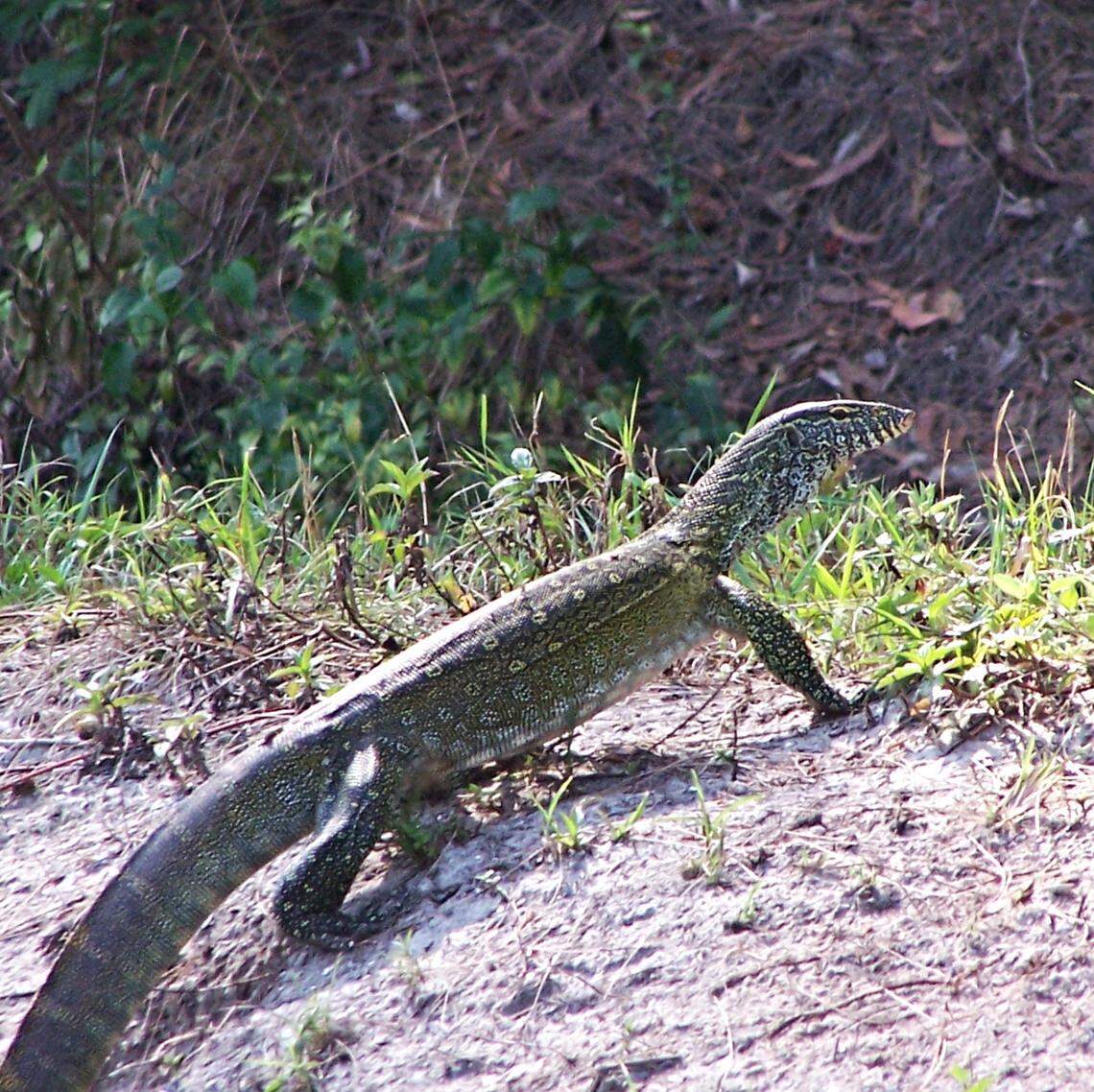 Nile monitor lizard