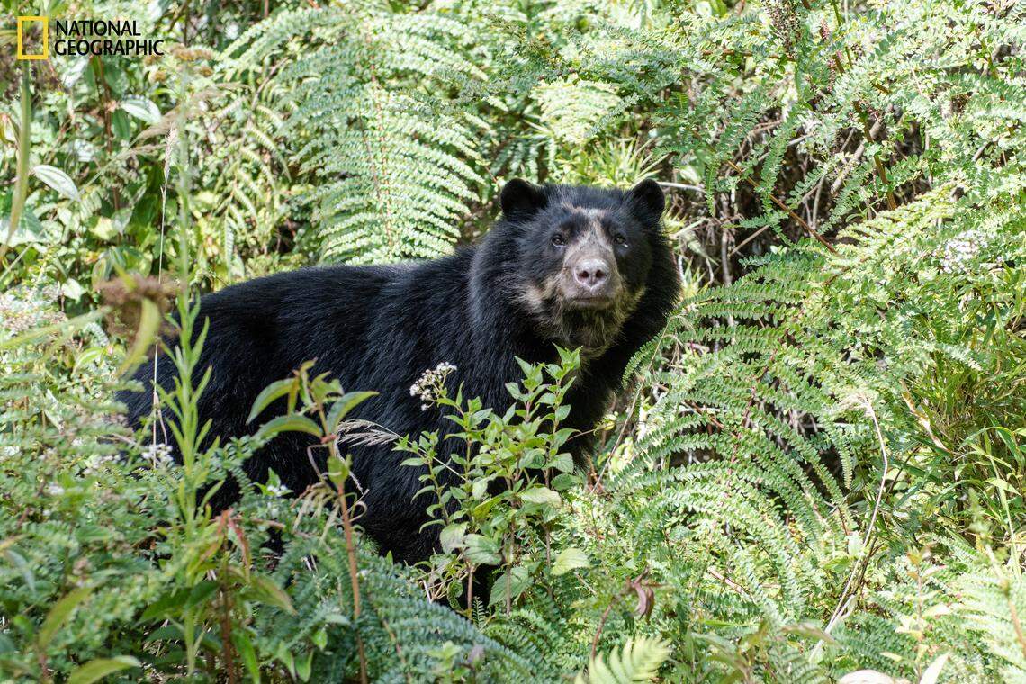 Andean bears, or Spectacled bears, are the only bear species in the Southern Hemisphere, and they are considered vulnerable by wildlife officials.