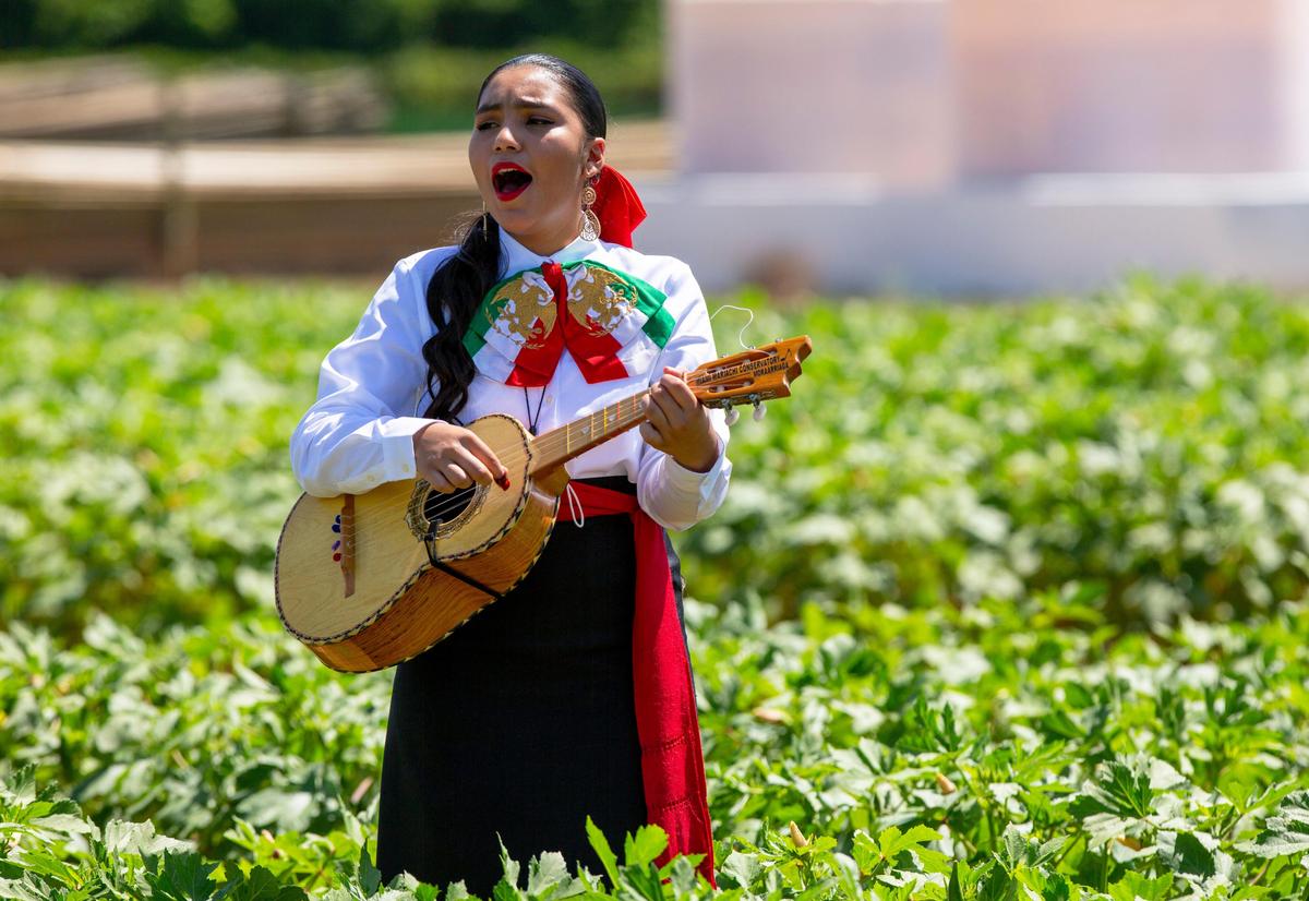 A Homestead-Miami Mariachi Conservatory student sings and plays along with the rest of the band from the Okra fields during a Cinco de Mayo celebration hosted by The Mexican-American Council, with Congresswoman Debbie Mucarsel-Powell in attendance, at Sifuentes Farms in Homestead, Florida on Tuesday, May 5, 2020.