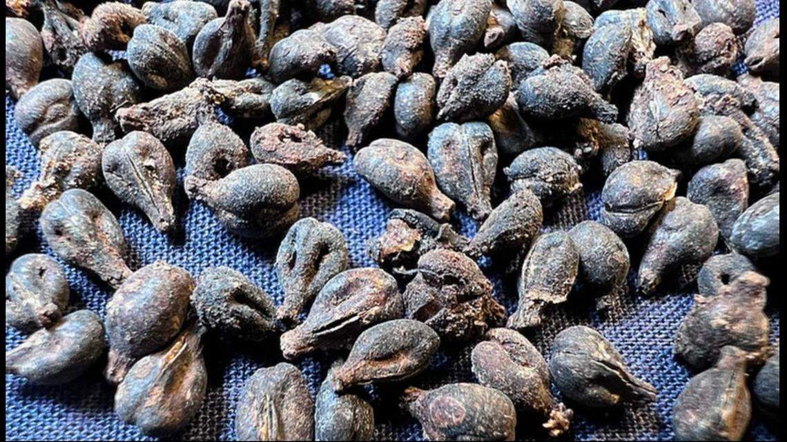 Ancient grape seeds were found inside some of the wine jars, according to researchers.