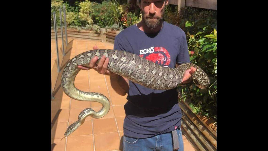 A “giant” snake snake captured by a seasoned Australian snake catcher has ignited wild debate on social media, after he raised questions over what it had just eaten.
