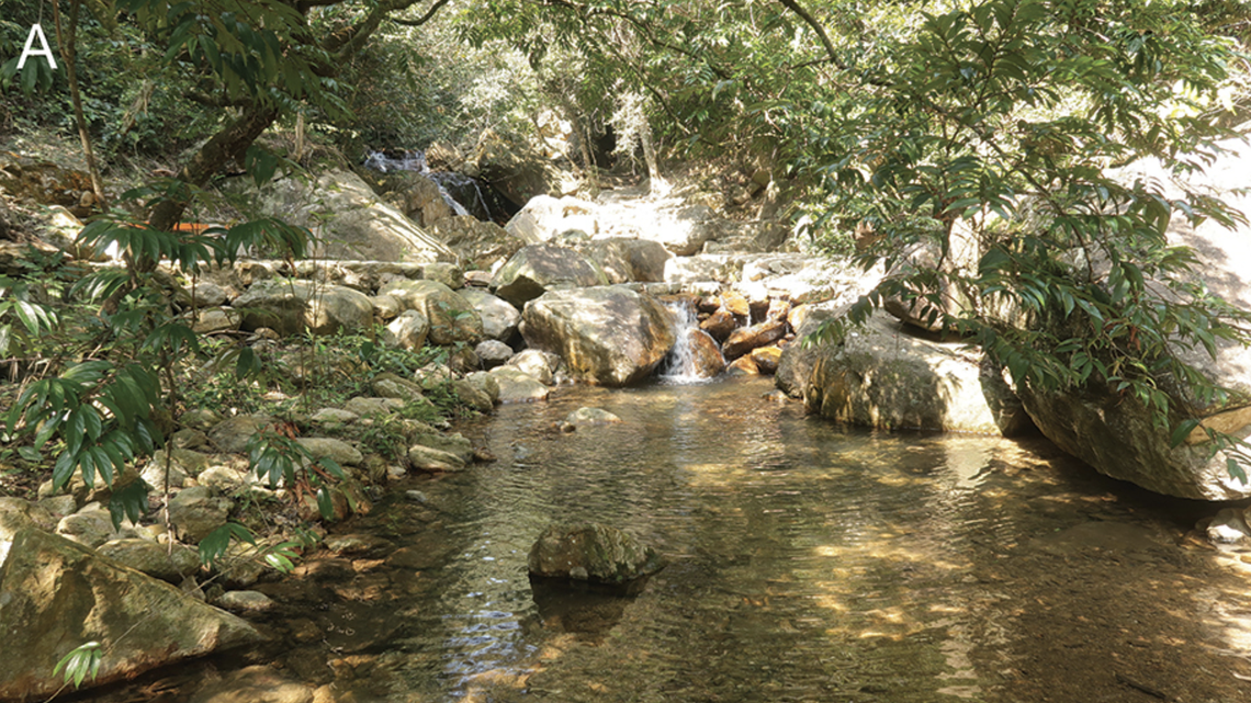 In a mountain stream in southeastern China, a new species carried 150 embryos.