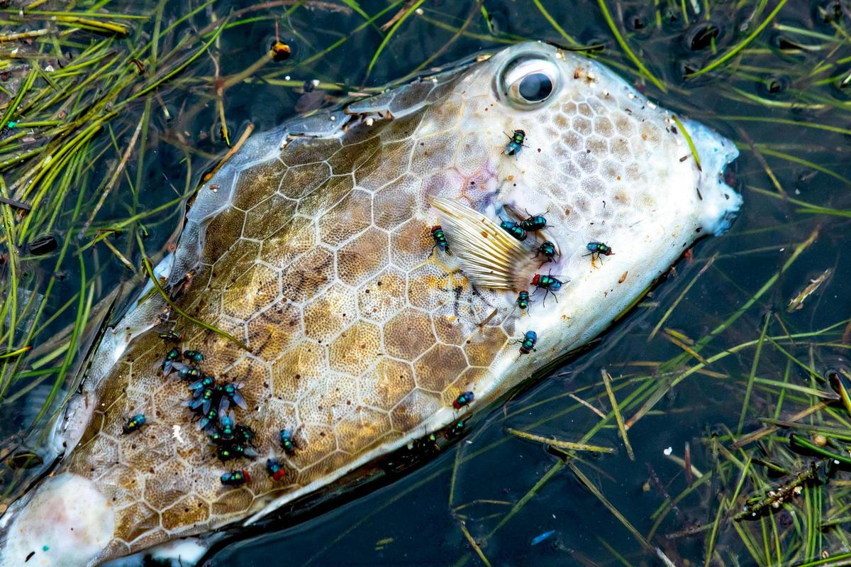 Low oxygen levels in August triggered a fish kill that was first spotted around Morningside park. 