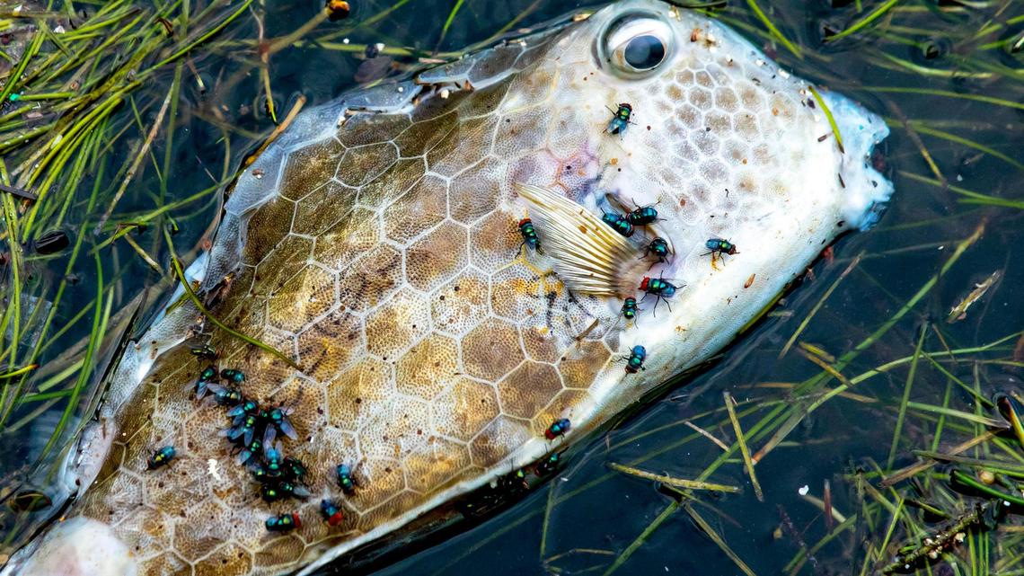 Lawmakers want to temporarily block new local fertilizer bans. Will DeSantis allow it?