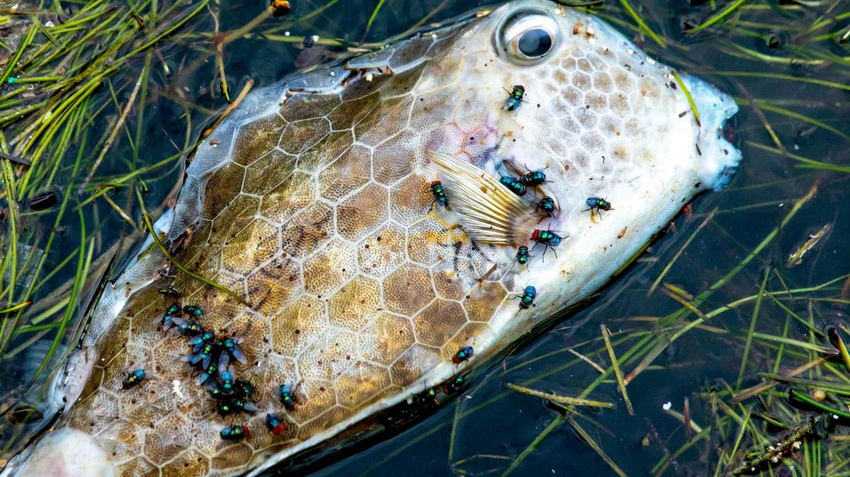 A dead fish floats on the surface of Biscayne Bay near downtown Miami, on Aug. 12, 2020.
