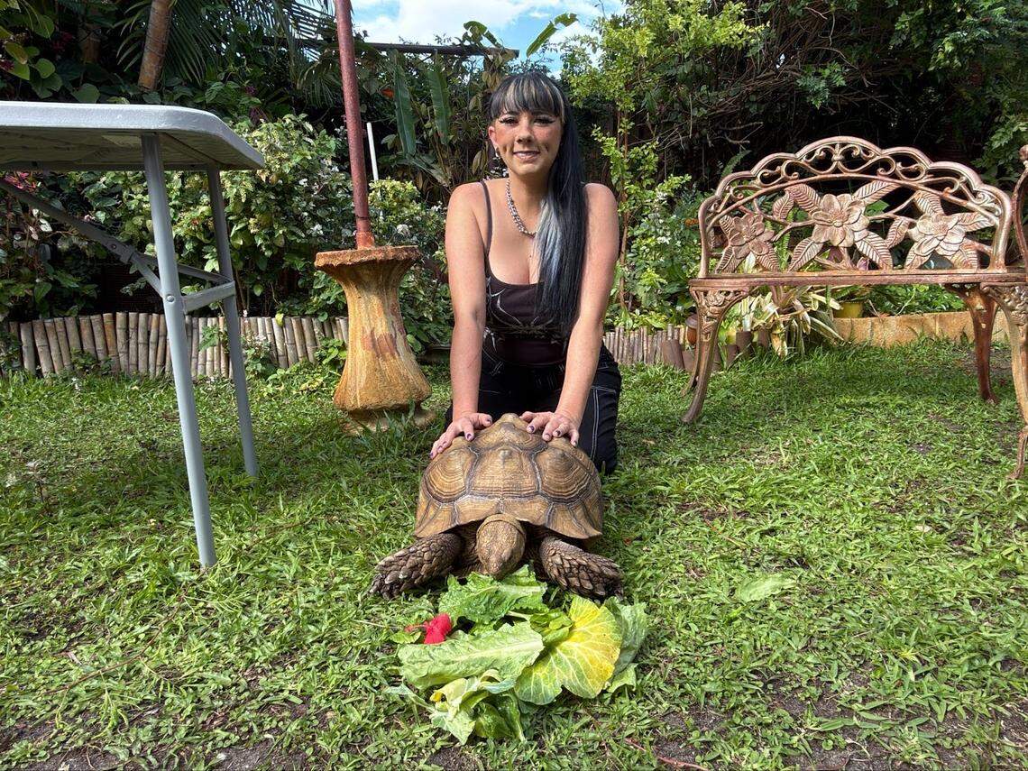 Brutus, a sulcata tortoise, with Crystal Ruth.