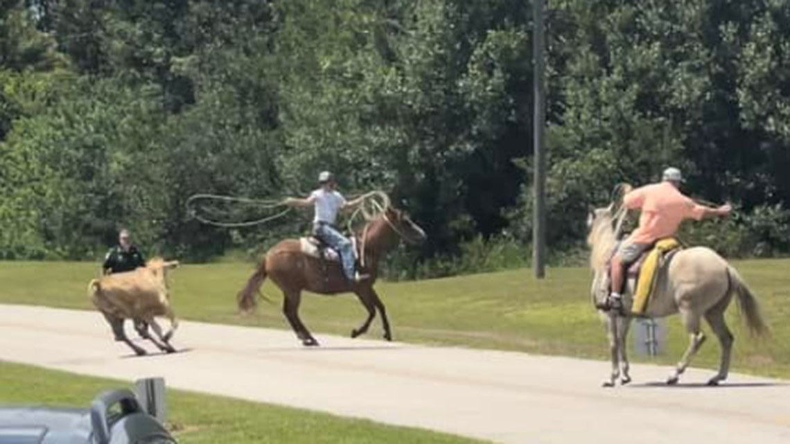 A desperado steer escaped one of Florida’s meat markets and went straight to an airport, according to the DeSoto County Sheriff’s Office.