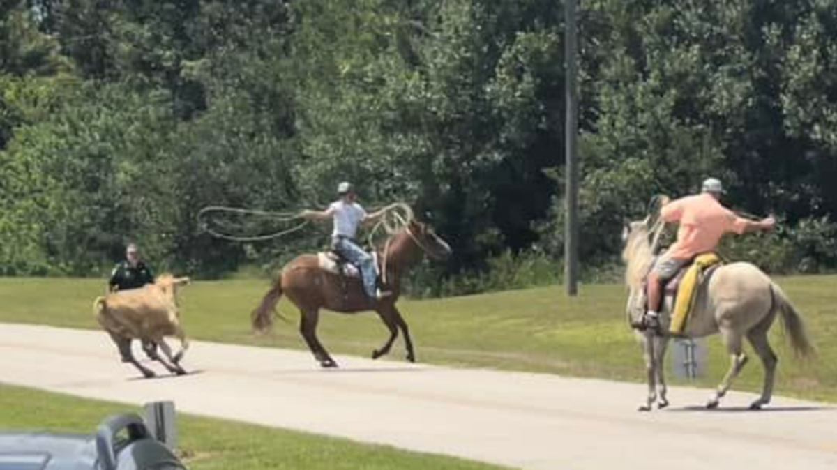 A desperado steer escaped one of Florida’s meat markets and went straight to an airport, according to the DeSoto County Sheriff’s Office.