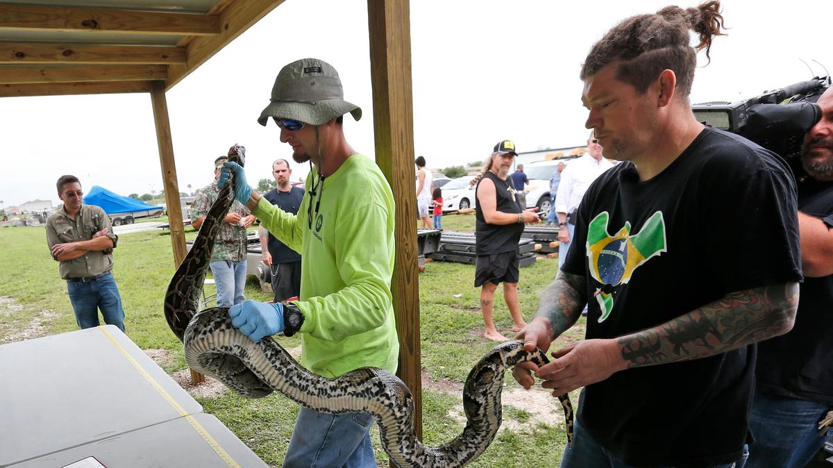 Python hunter Brian Hargrove, right, remains the top python hunter at the South Florida Water Management District, which this week tallied more than 1,700 snakes bagged.