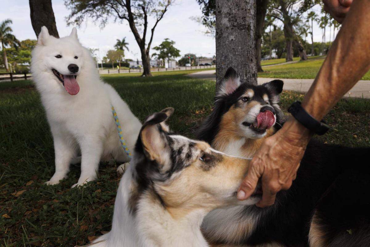 Patti Lieb, president of Miami Obedience Club, off camera, demonstrates training while giving a treat to Dolly, front, while Myr, left, and Titan look at the treat outside a place the club previously held dog shows on Tuesday, May 12, 2026, at Tropical Park.