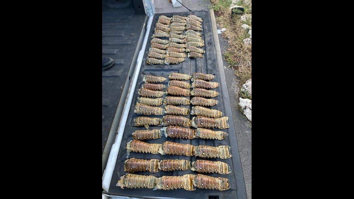 A Miami man is accused of keeping 62 out-of-season Florida spiny lobsters in the Florida Keys Sunday, June 12, 2022.