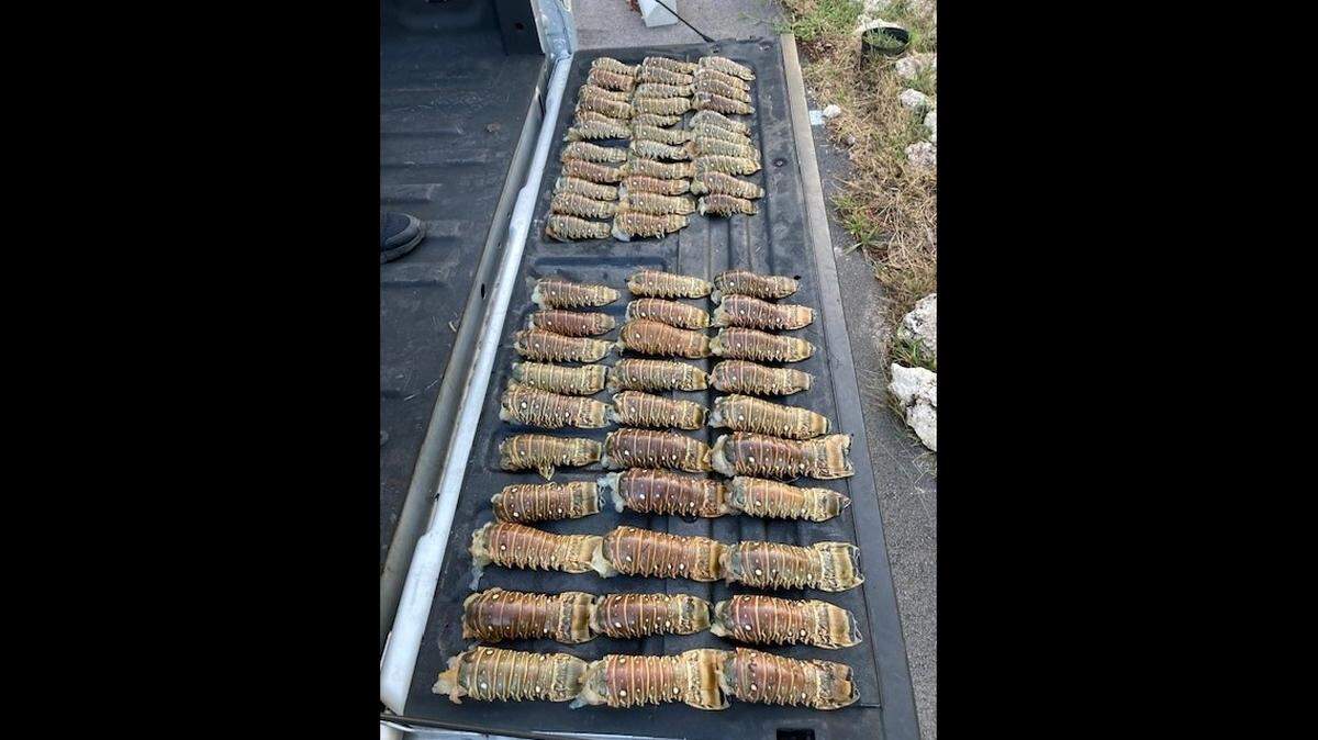 A Miami man is accused of keeping 62 out-of-season Florida spiny lobsters in the Florida Keys Sunday, June 12, 2022.