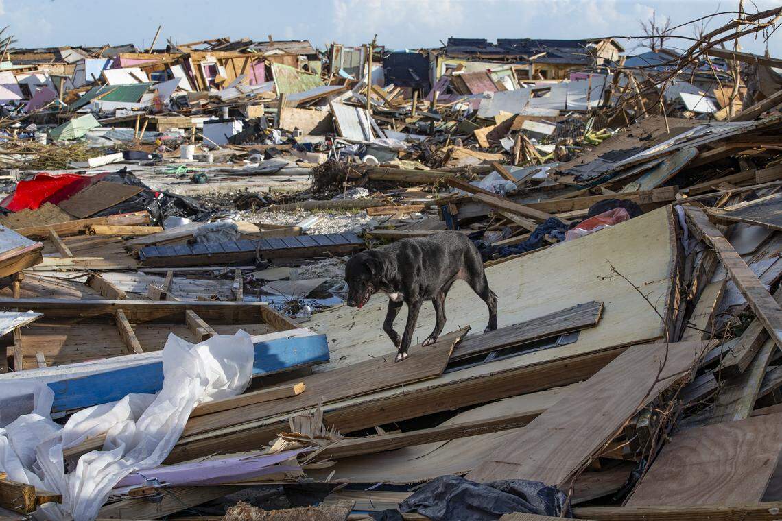 On Sept. 5, 2019, a dog rummages through an area called “The Mudd” in Marsh Harbour on Great Abaco Island that was ravaged by Hurricane Dorian.