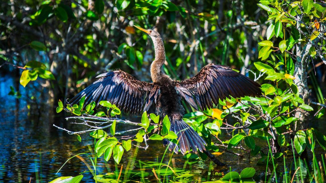 An anhinga sun bathes to get rid of ticks along the Shark Valley trail on Tuesday, September 10, 2024.