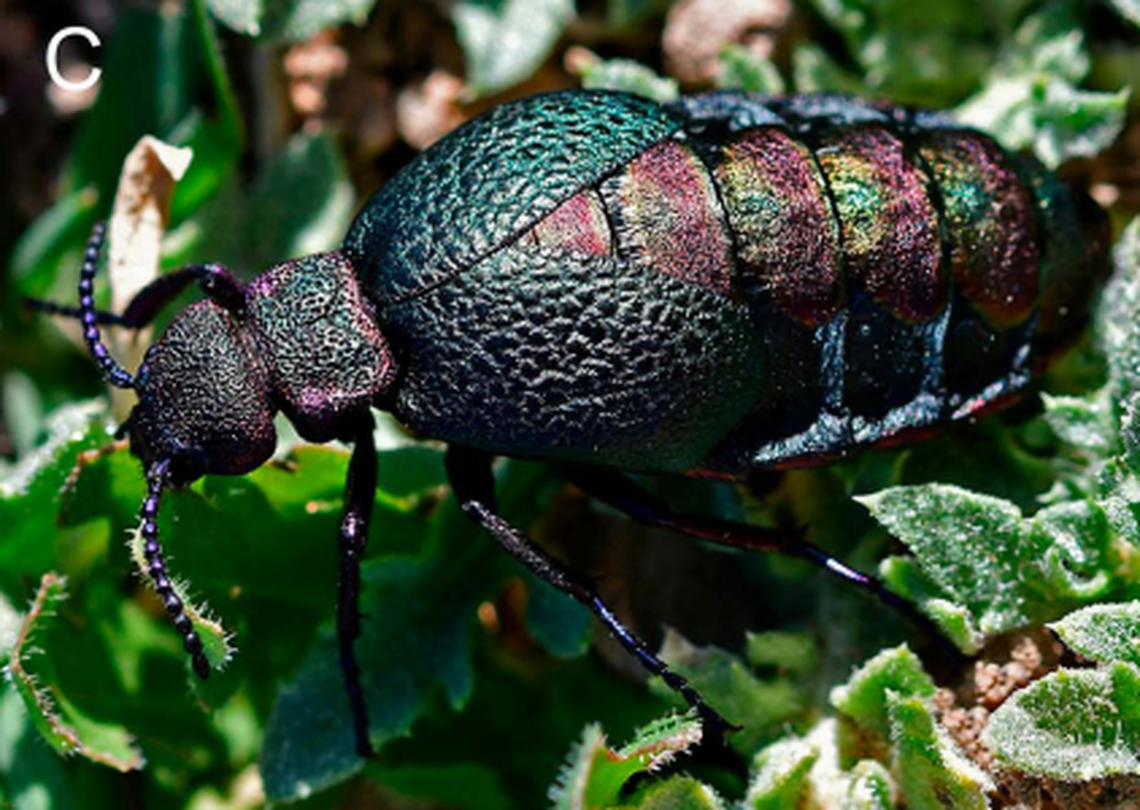 The creatures are “mostly metallic green,” researchers said.