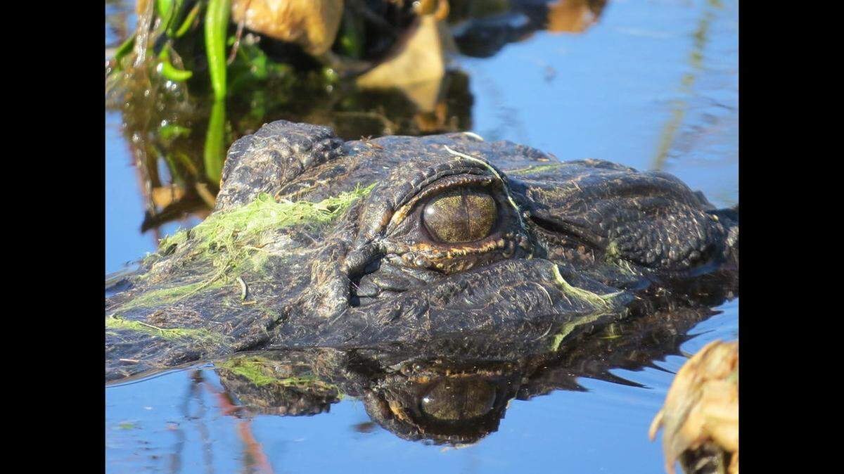 Alligators like this one are found in every Florida county, and they feel at home in the state’s lakes, ponds and swamps, experts say.