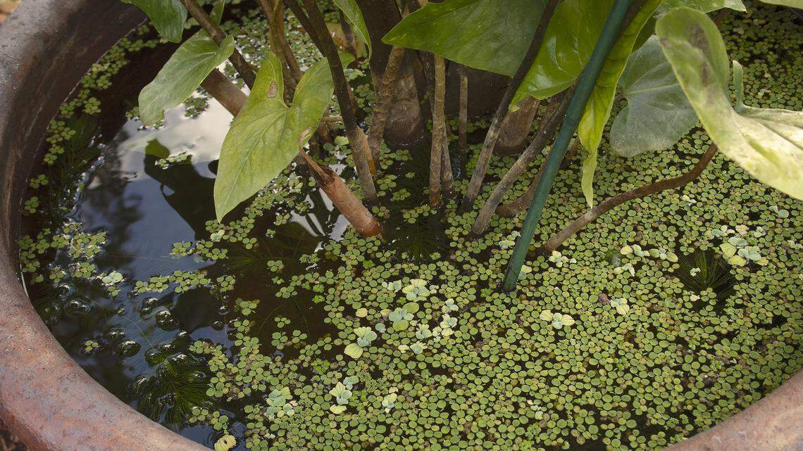 The floaters in a pond pot can reduce excess nutrition and algae.