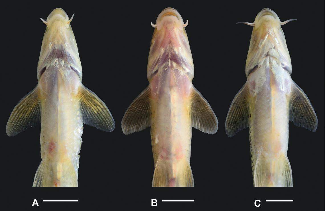 The new species has a “naked” breast without scales, researchers said.