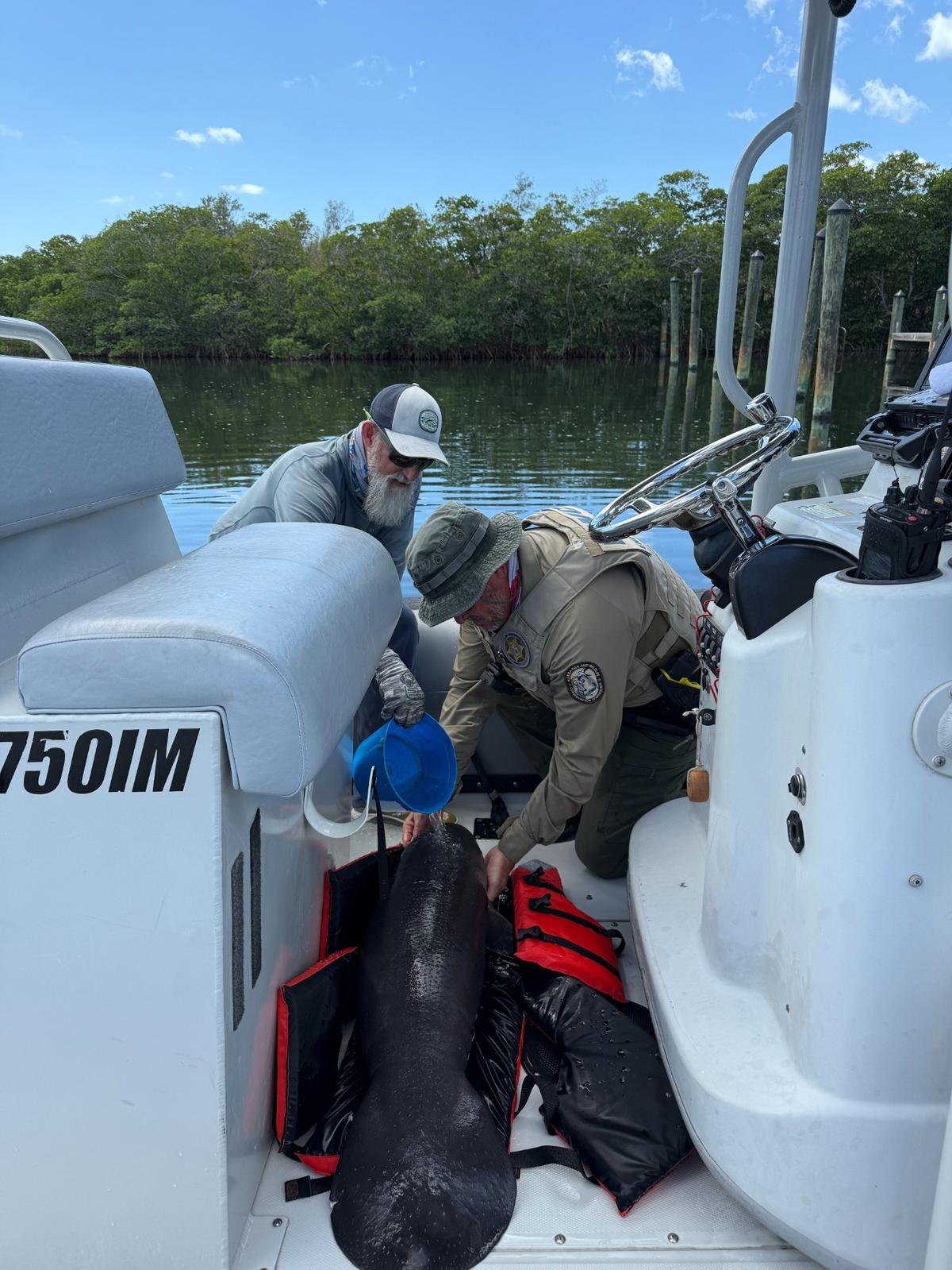 A Florida Fish and Wildlife Conservation Commission officer keeps a manatee calf hydrated after the orphaned mammal was rescued in Key Largo Tuesday, April 15, 2025.