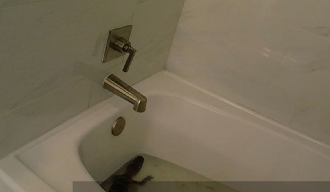 The juvenile gator was being kept in a resort bathtub with a small amount of cold water, according to an incident report.