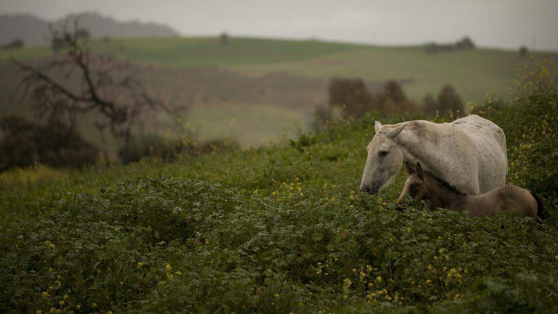mare foal gazing grass
