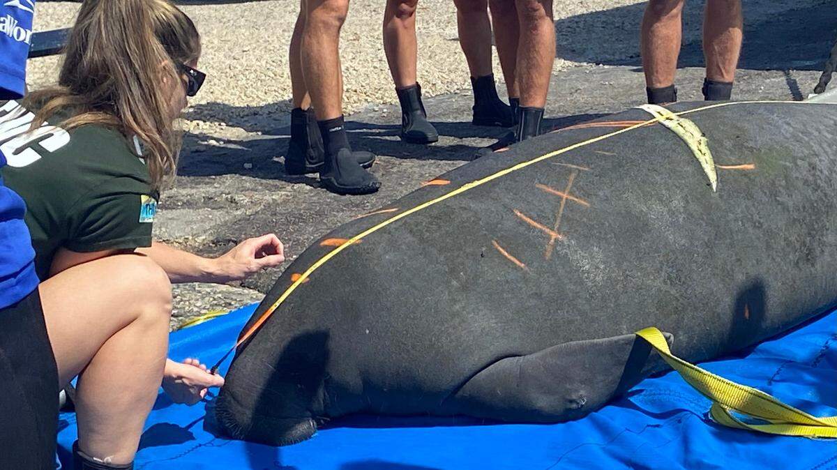Florida Fish and Wildlife Conservation Commission biologist Amber Howell measures a male manatee before releasing him back into the wild from a boat ramp at Calusa Campground in Key Largo Wednesday, March 29, 2023. The manatee was named Garlic Knot by scientists at SeaWorld, where he was treated for boat propeller injuries.