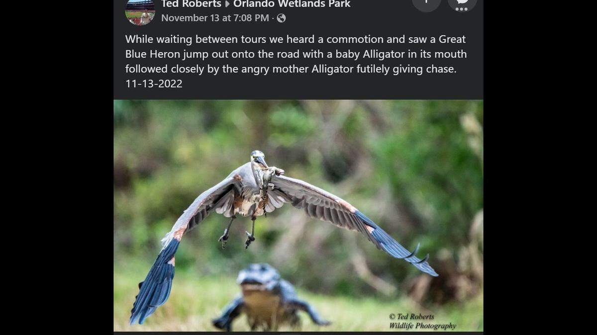 Heron with a baby alligator in its mouth followed closely by adult alligator in Orlando Wetlands Park in Christmas, Florida/Ted Roberts Wildlife Photography
