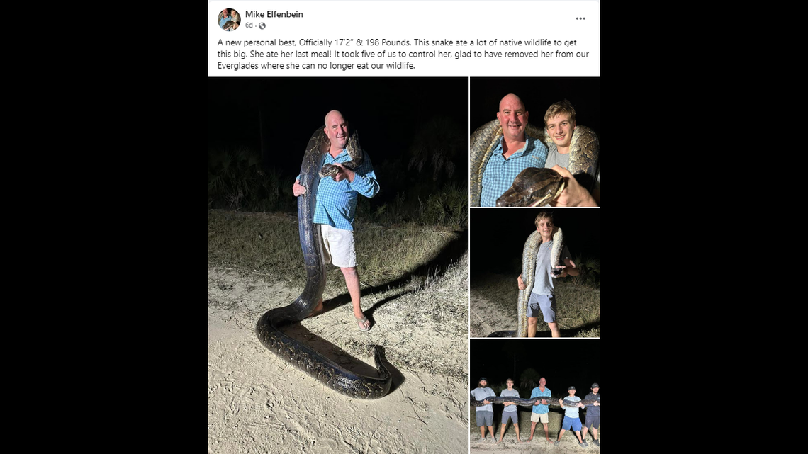 The 198-pound python counts as the second heaviest ever found in Florida, the state says. It was caught by hunters Nov. 3 at Big Cypress National Preserve in southwest Florida.