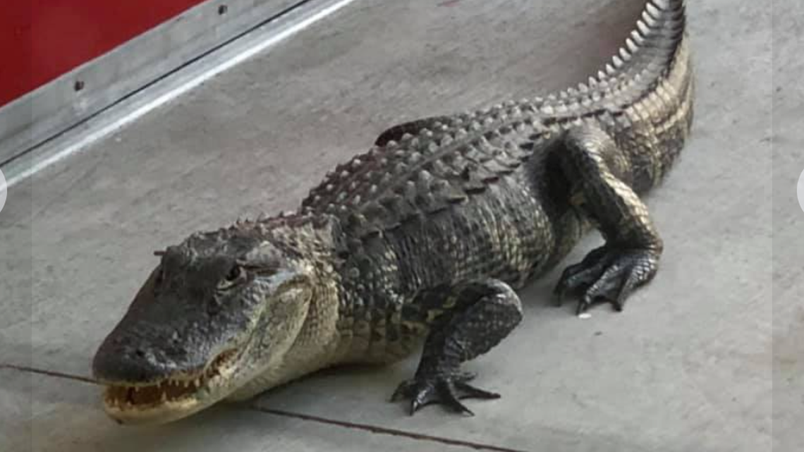 A five-foot alligator wandered into the South Trail Fire Station in Fort Myers