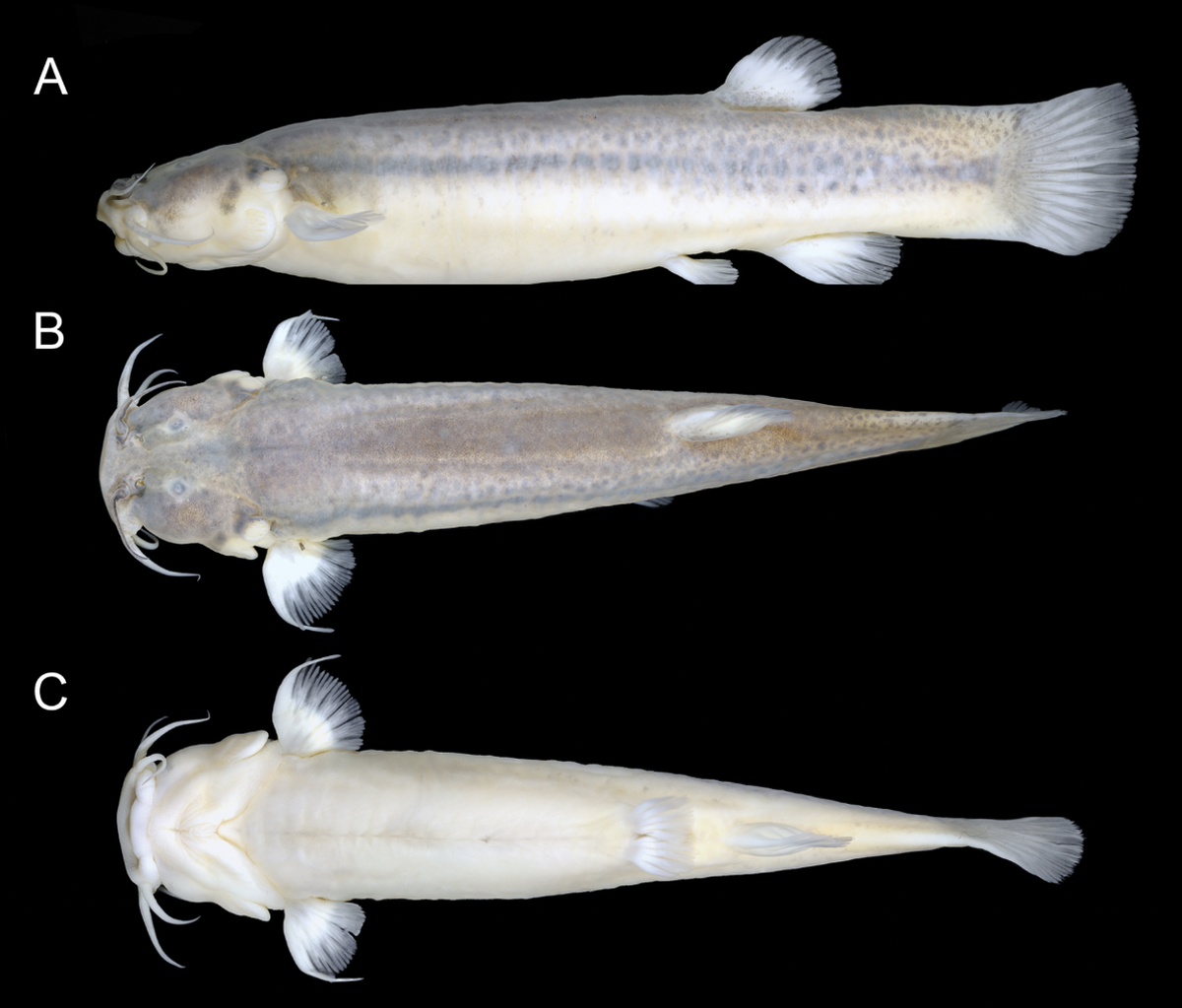 The catfish has muted colors, but a long stripe that runs the length of its body.
