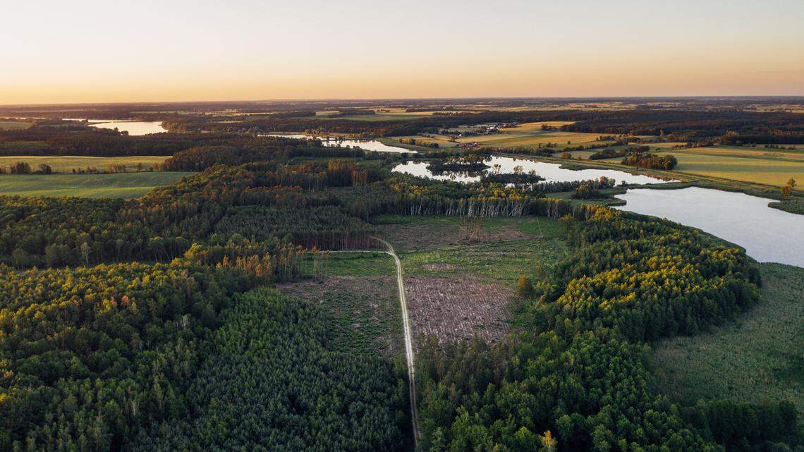 A man searching the forest with a metal detector stumbled on 700-year-old buried treasure, archaeologists said. Photo shows a representative forest in Poland.