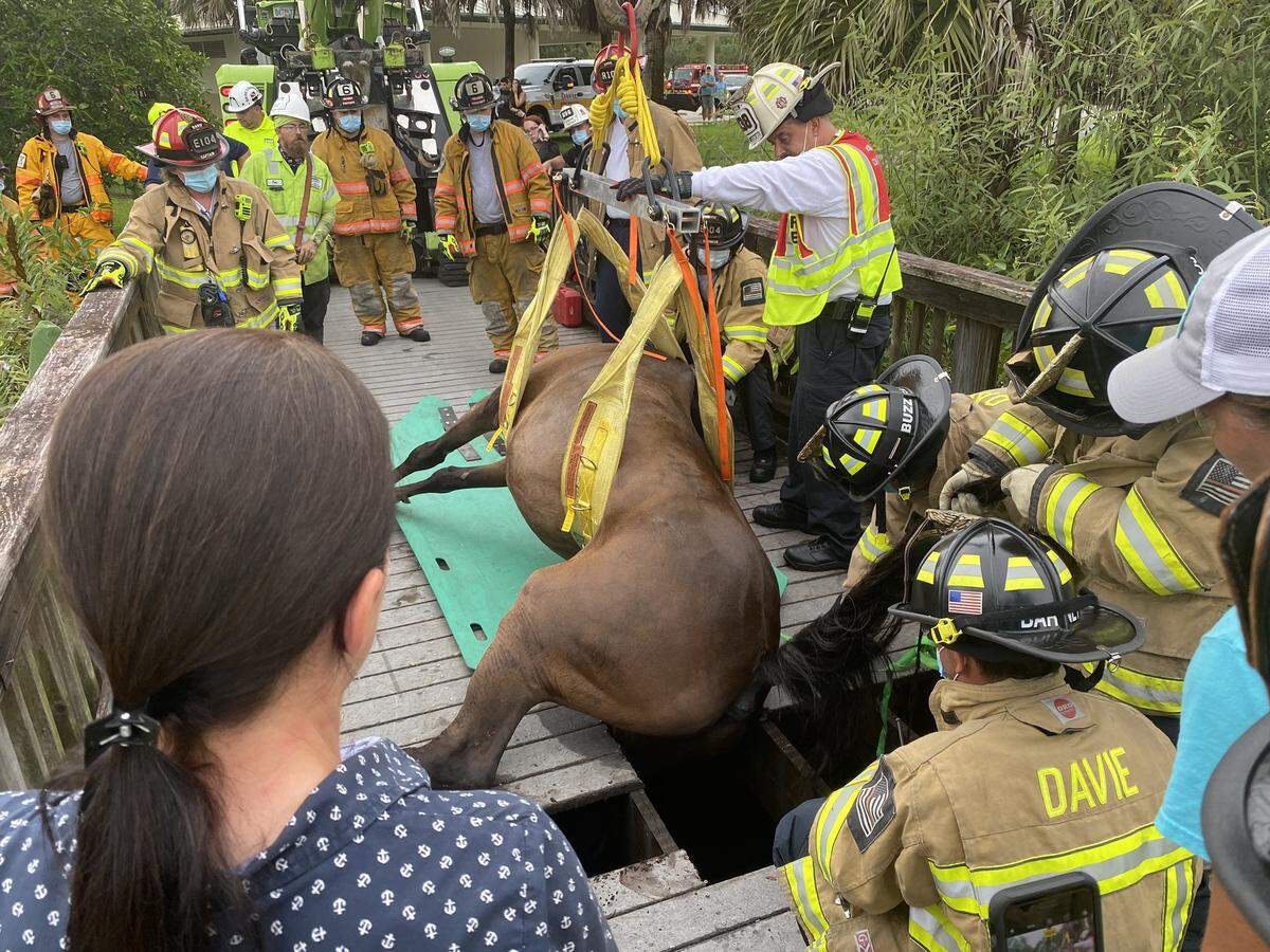 Vertigo the horse was rescued late Wednesday after partially falling through a wooden pedestrian bridge in Plantation.