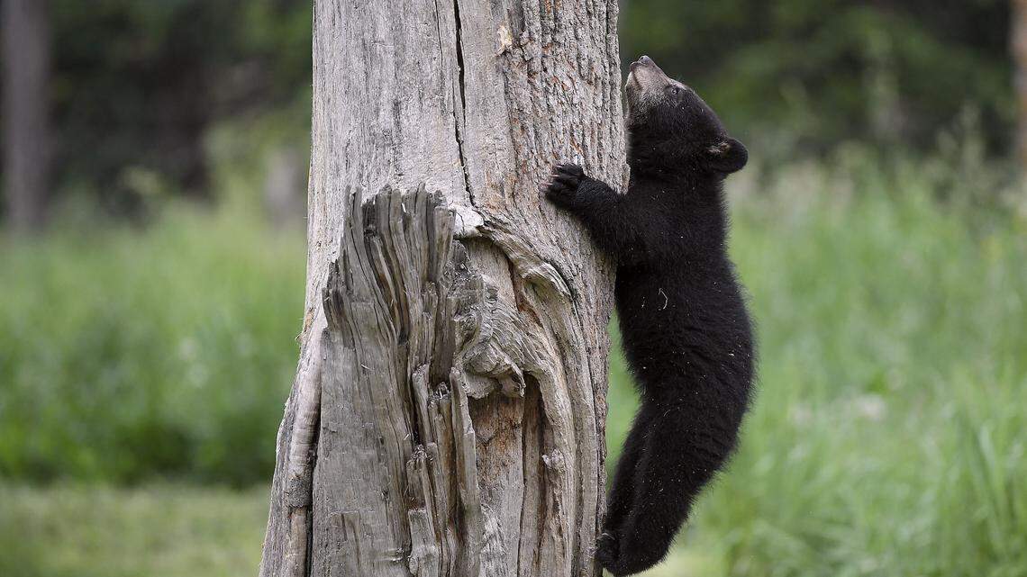 One of a pair of female black bears plays during their first outing at Sainte-Croix Animal Park in Rhodes, eastern France, on May 26, 2022, after their birth on February 4. (Photo by Frederick FLORIN / AFP) (Photo by FREDERICK FLORIN/AFP via Getty Images)