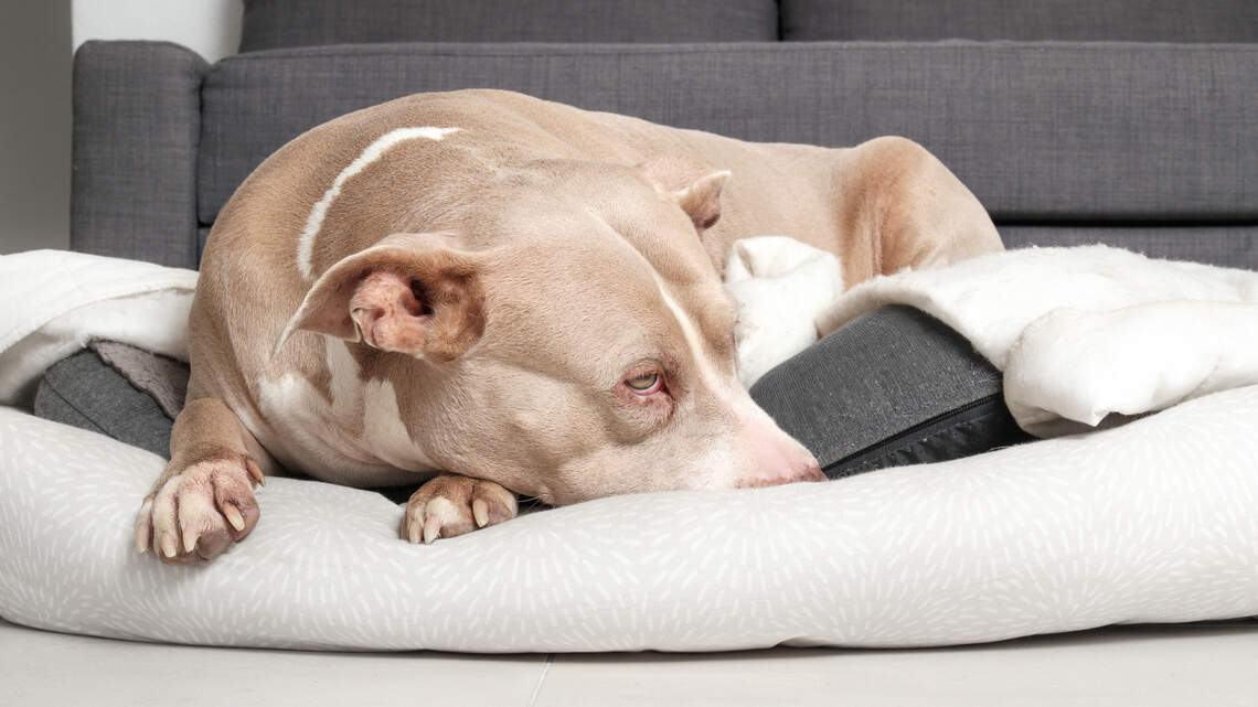 This $599 wellness bed gives dogs infrared heat and PEMF. Has luxury pet biohacking gone way too far?