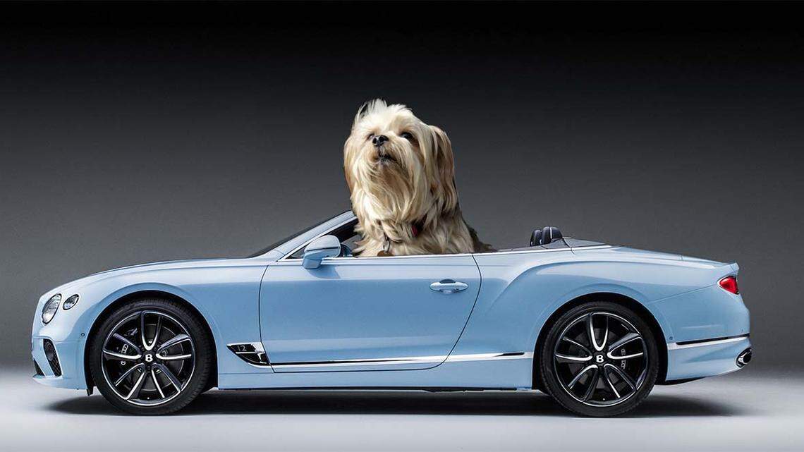 Dog hair cleaning fee wasn’t fair because driver had no dog.