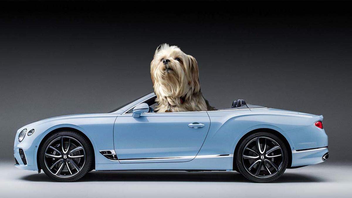 Dog hair cleaning fee wasn’t fair because driver had no dog.