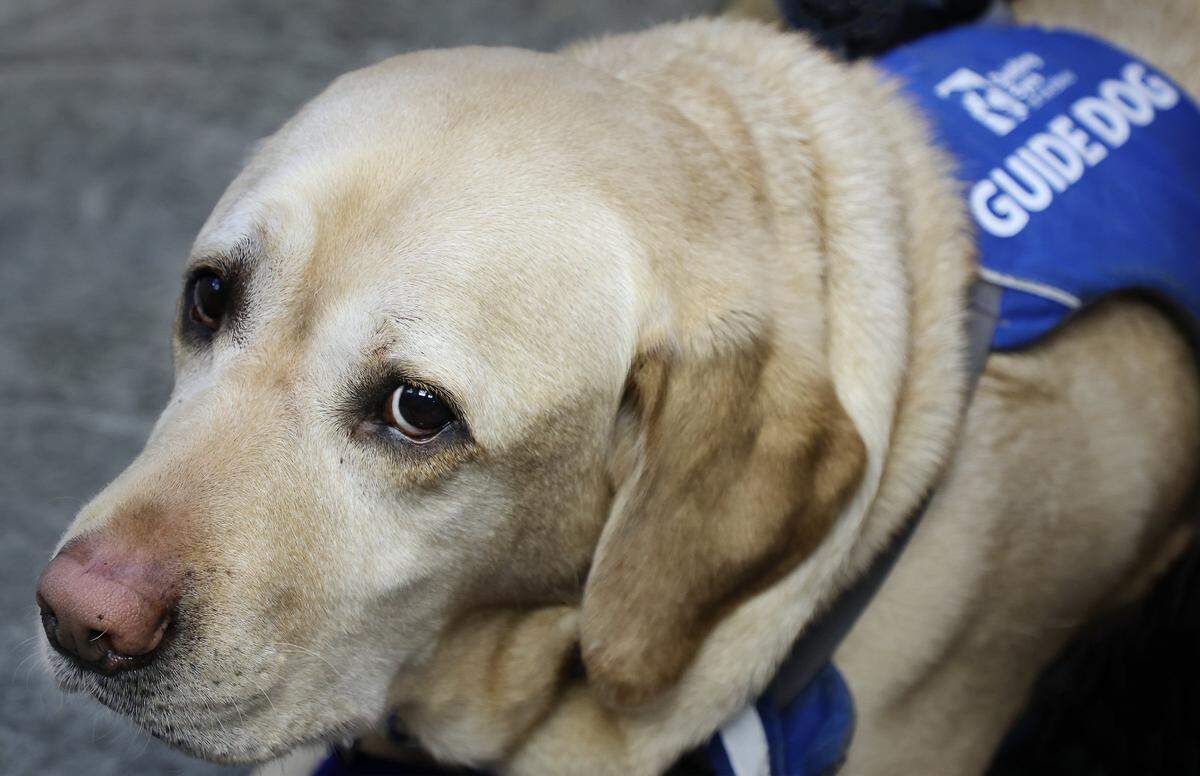 Louis, Jose Lopez Masso’s guide dog, is constantly as his side. Louis sits in the corner of his office on Wednesday, July 9, 2025, in Sunrise, Florida.