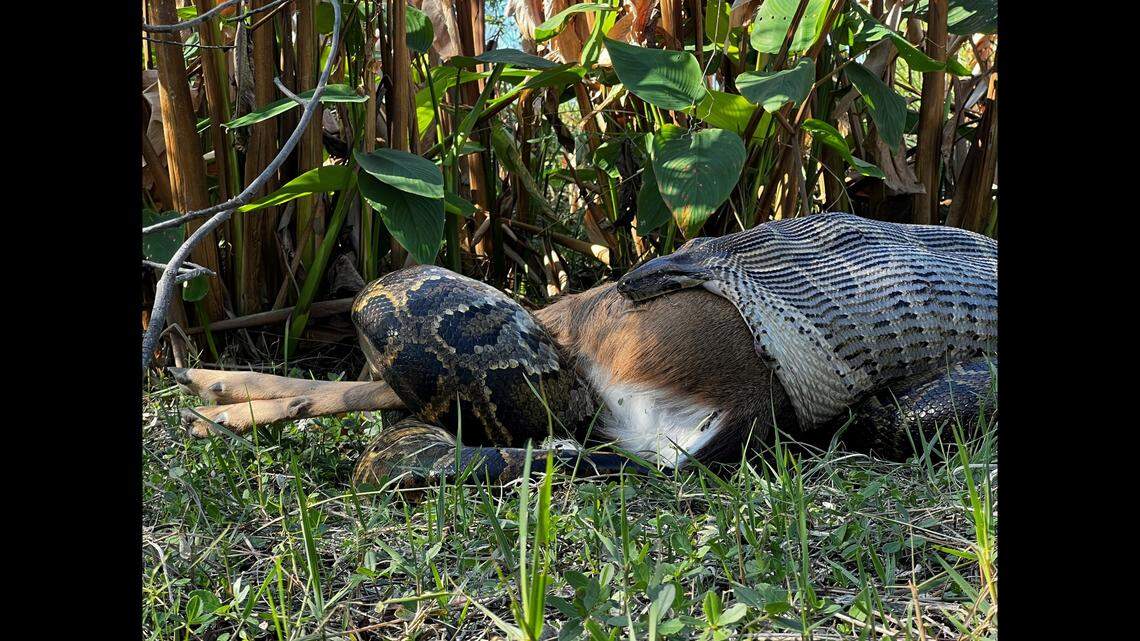 The team of researchers from the Conservancy of Southwest Florida watched the python try to force the deer into its mouth by using its tail.