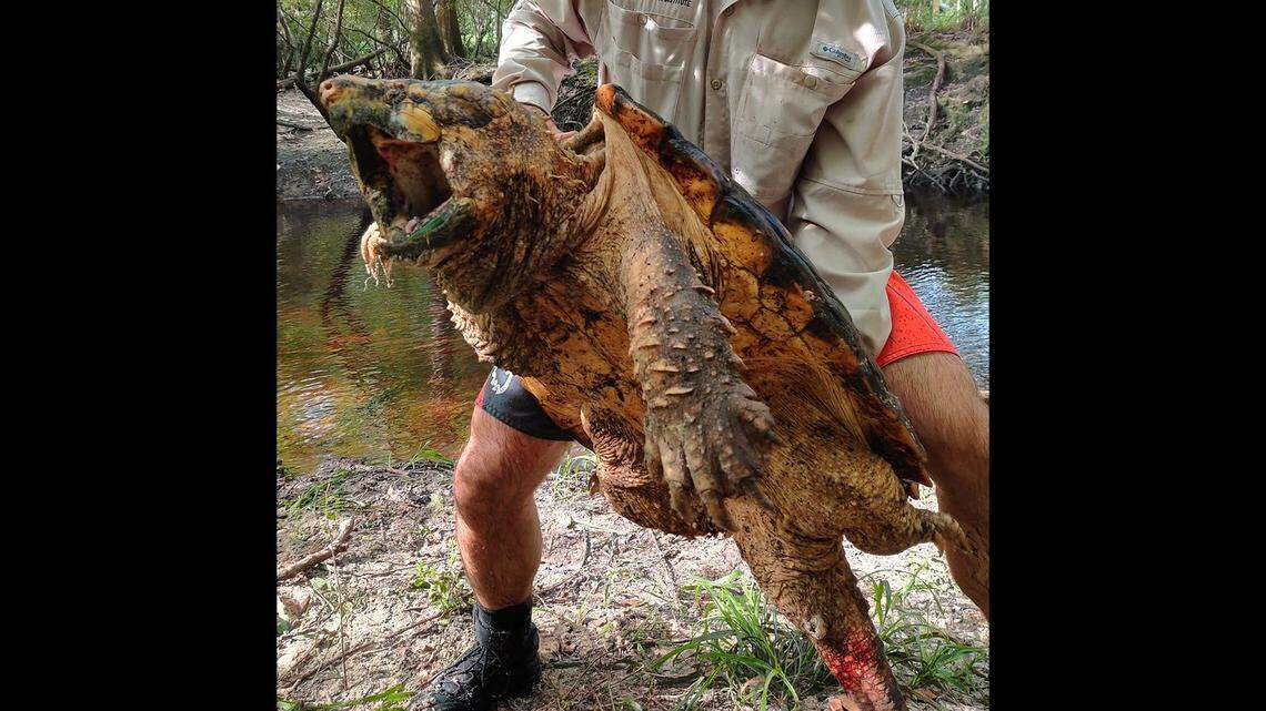 Nine alligator snapping turtles were captured in the Homoassa River, including one that was 99 pounds, according to the Florida Fish and Wildlife Research Institute.