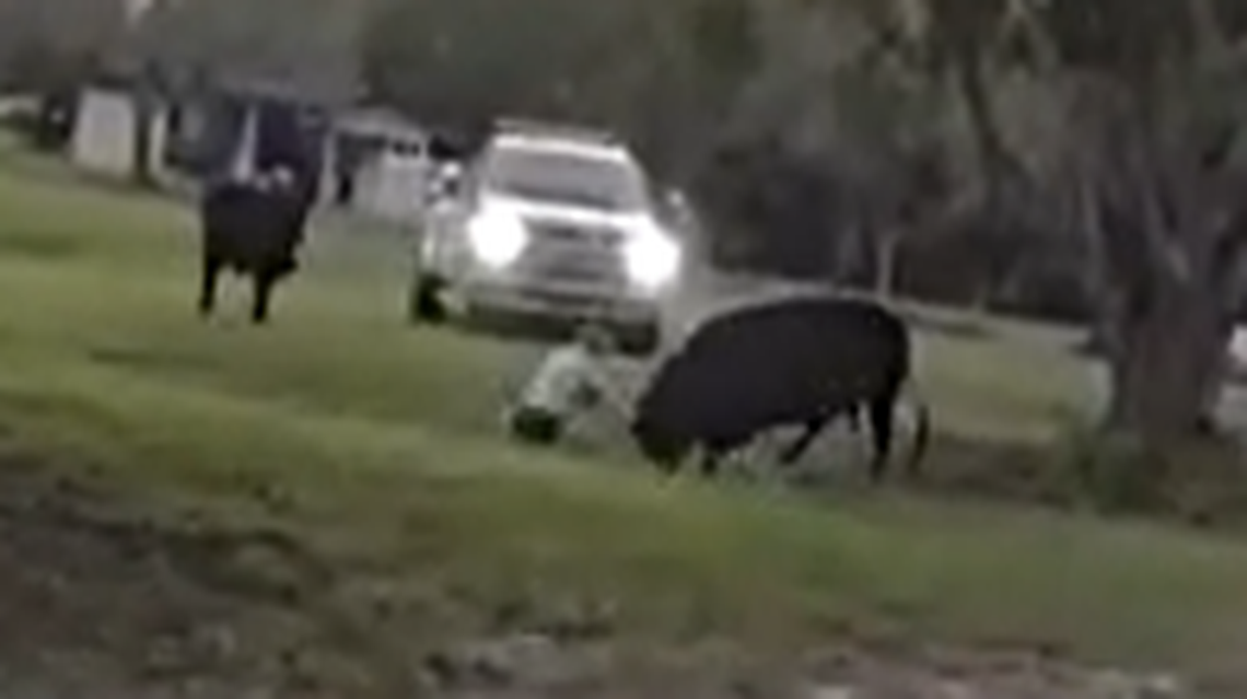 This video image shows the moment just after a man was tossed around by the bull. Seconds later, an SUV intervened to save the man.