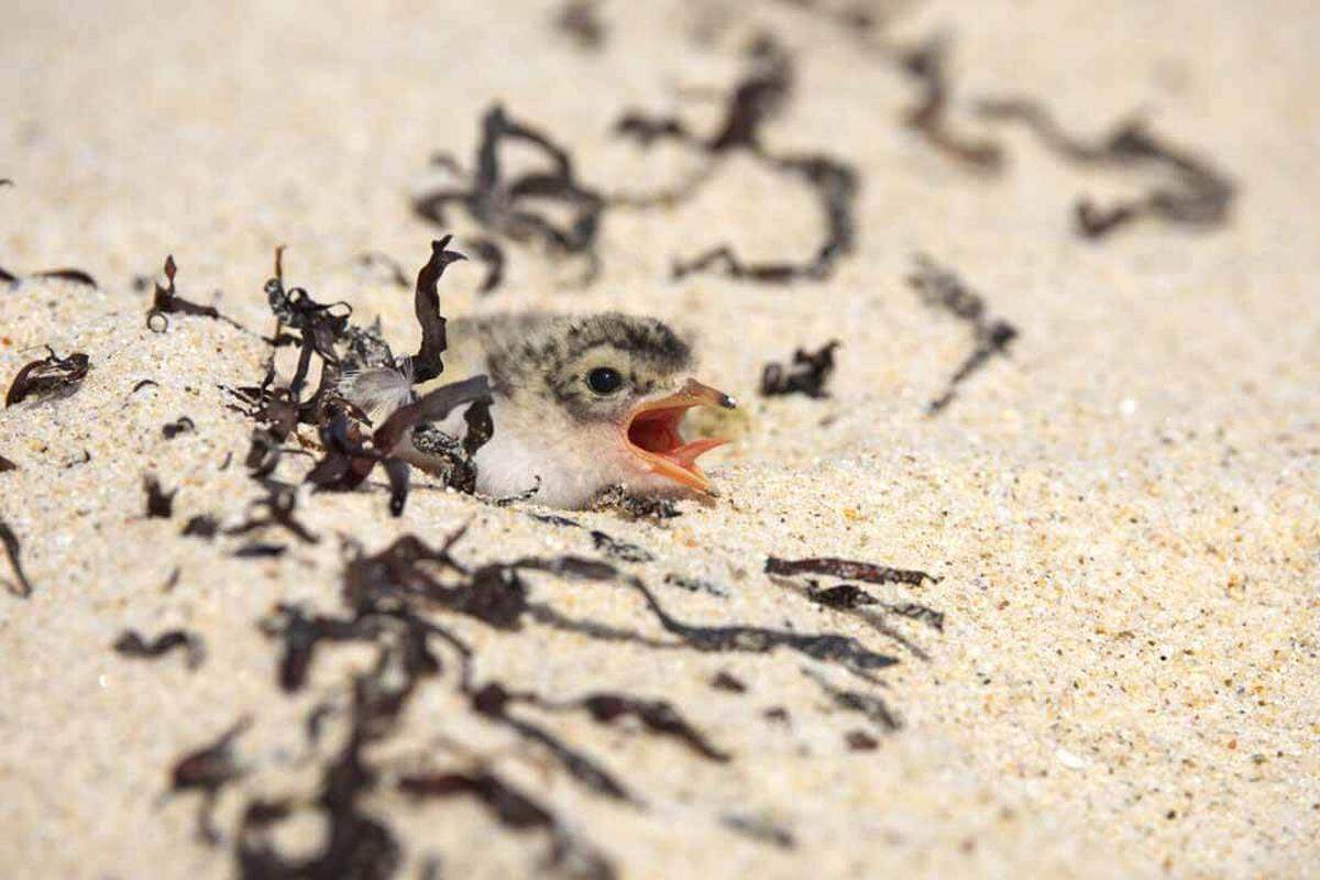 Little terns nest right on the beach, and their eggs become nearly invisible in the sand.