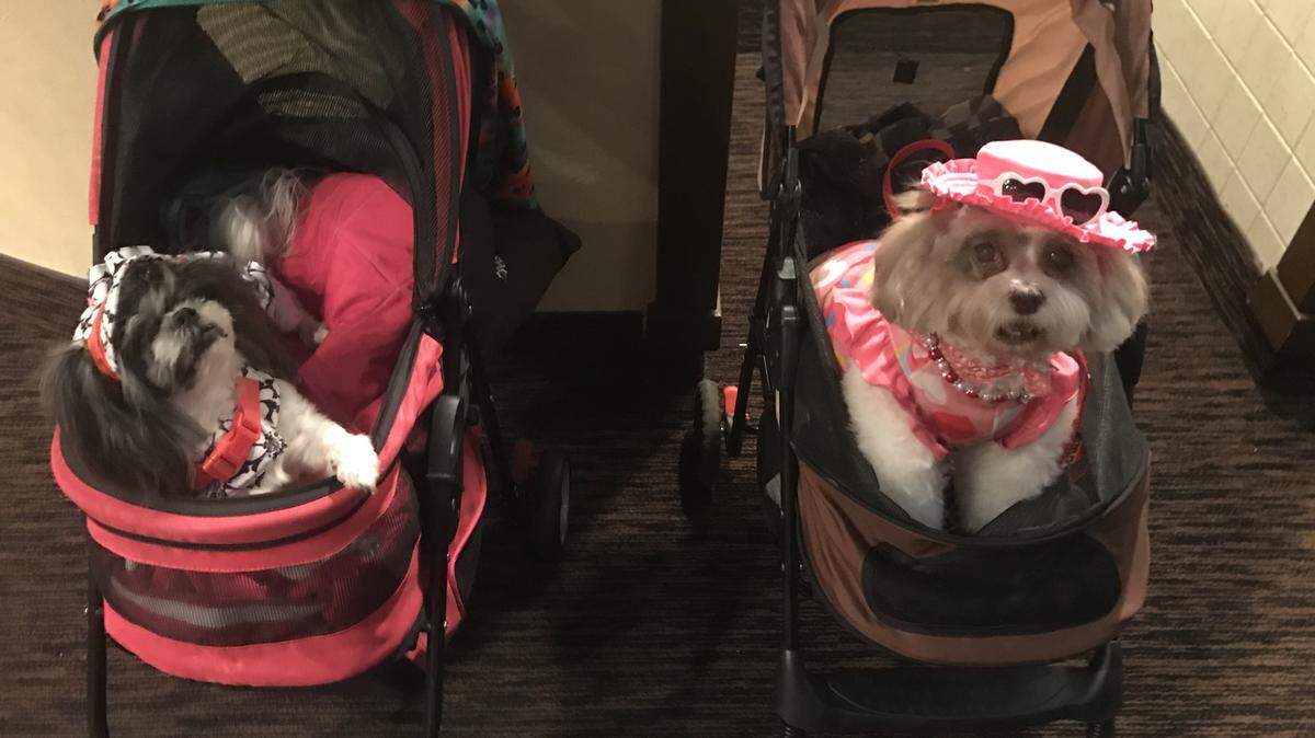Helen (L) and Daisy, owned by Betty Fritz and Mary Stern, respectively, during the Canine Film Festival July 14 at Cinepolis Movie Theater in Coconut Grove.