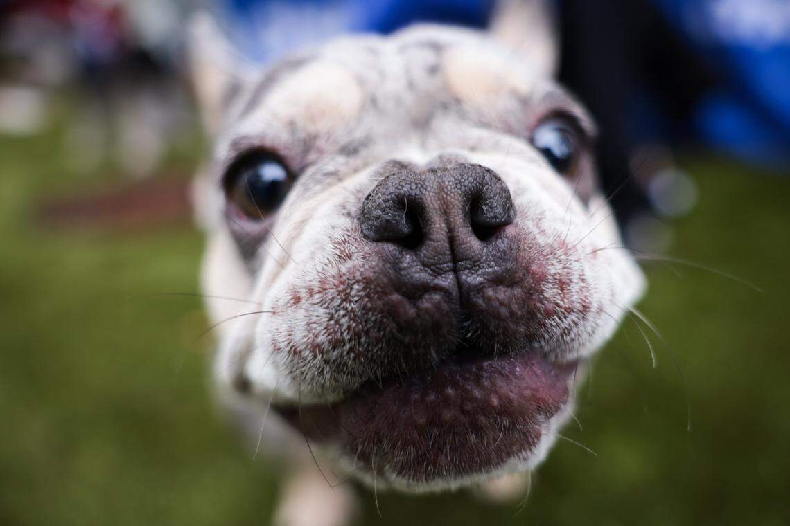 Baby Biscuit, a French bulldog, sniffs the camera lens during the grand opening of the Chewy Bark Park at 4579 Ponce de Leon Blvd. in Coral Gables, Fla., Saturday, Jan. 31, 2026.