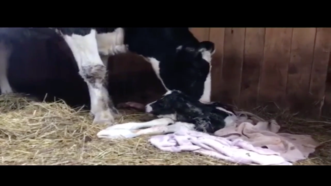 Brianna the cow escaped a truck on Interstate 80 heading to a slaughterhouse in Passaic County, New Jersey, and then gave birth to her baby calf Winter at the Skylands Animal Sanctuary and Rescue in Wantage.