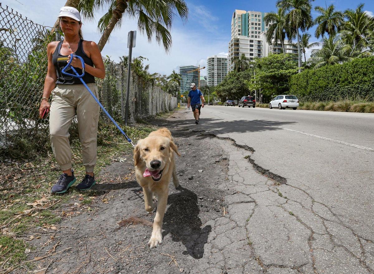 Carrie Jackson, a board member of the Friends of the Commodore Trail, a nonprofit group pushing for improvements to the popular pathway, walks her dog Tucker on crumbling trail pavement along South Bayshore Drive in Miami’s Coconut Grove. Miami-Dade County is working on a $16 million plan to rebuild Bayshore and the fraying trail.