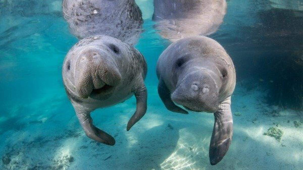 Manatees in Citrus County